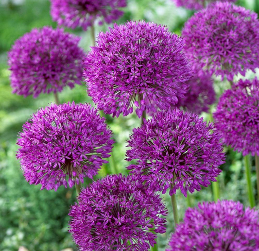 Allium, Purple - 10 Stems