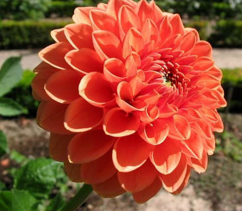 Dahlia - Ball, Orange - 5 Stems