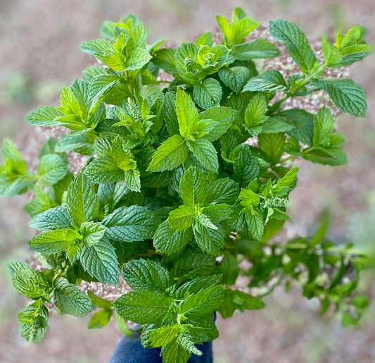 Apple Mint, Green - 10 Stems